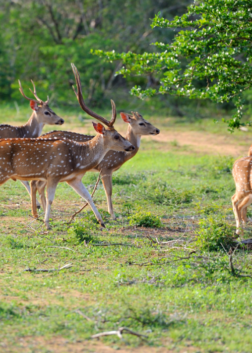 Parc-National-Yala-1